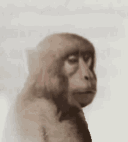 neuron-activation-neuron