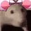 Bless_the_rat